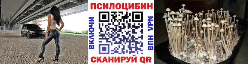 цена Городовиковск Галлюциногенные грибы Psilocybine cubensis